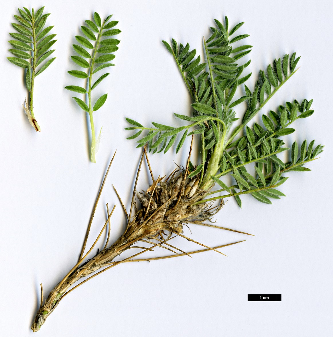 High resolution image: Family: Fabaceae - Genus: Astragalus - Taxon: sempervirens - SpeciesSub: subsp. gussonei